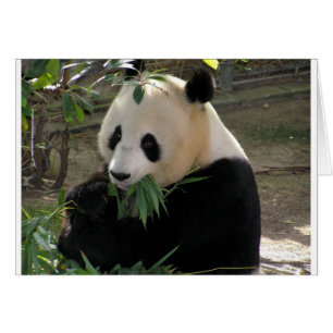 Cartão Abraços de urso da panda