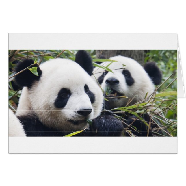 Cartão Abraços de Urso Panda (Frente Horizontal)