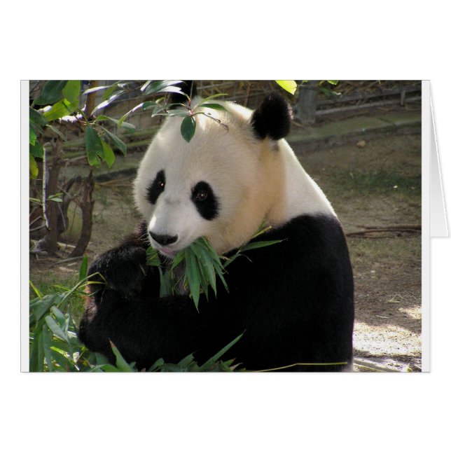 Cartão Abraços de Urso Panda (Frente Horizontal)