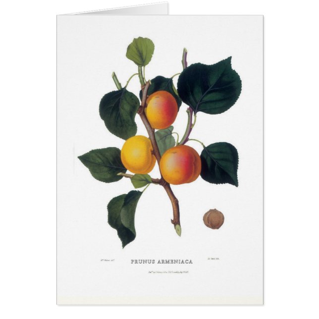 Cartão Abricó (Frente)