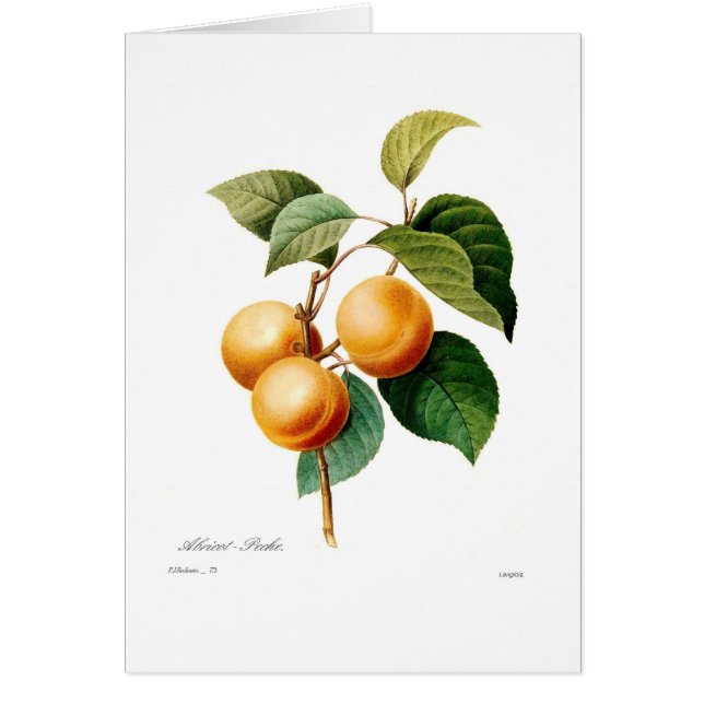 Cartão Abricó (Frente)