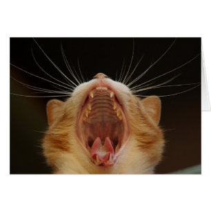 Cartão Abrir grande Gatinho Yawning