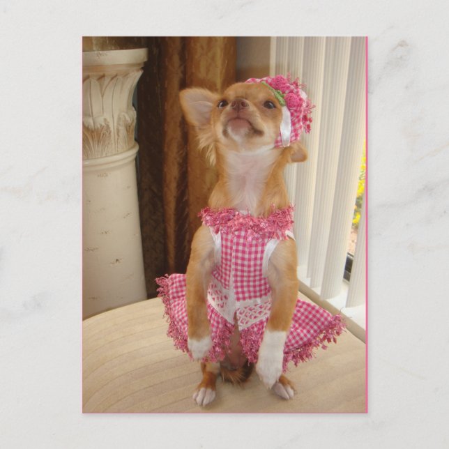 cartão absolutamente bonito da chihuahua (Frente)