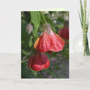 Cartão Abutilon Redvein