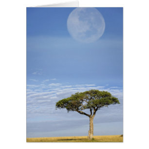 Cartão Acácia-espinhosa, Acacia tortilis, e