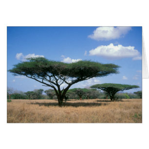 Cartão Acácia-Umbela (Acacia tortilis), Mkuze
