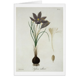 Cartão Açafrão de açafrão de "Phytographie Medicale"