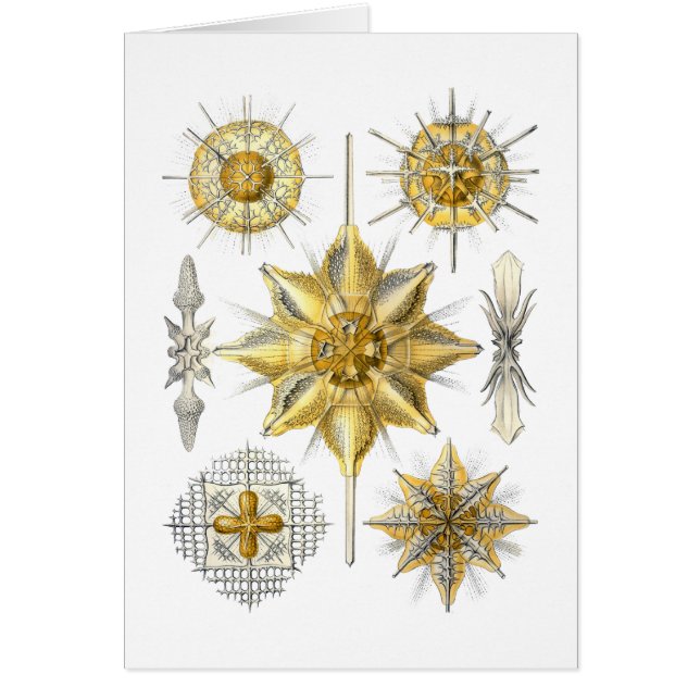 Cartão Acanthometra (Frente)