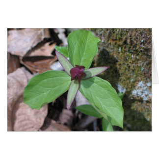 Cartão Acordar Robin - Personalizado2