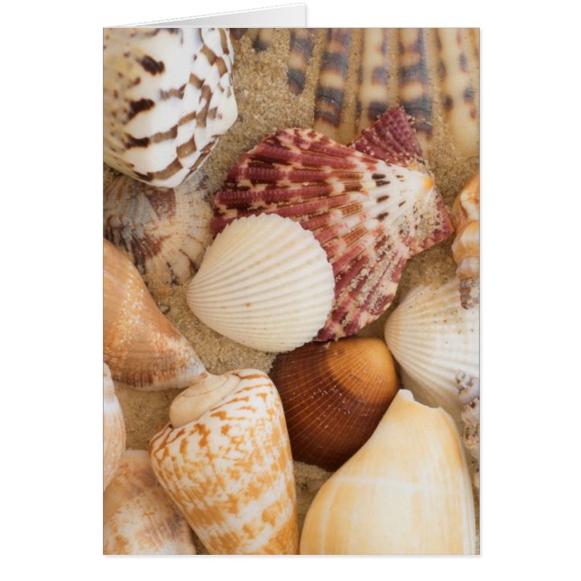 Cartão Acordo de Seashell (Frente)