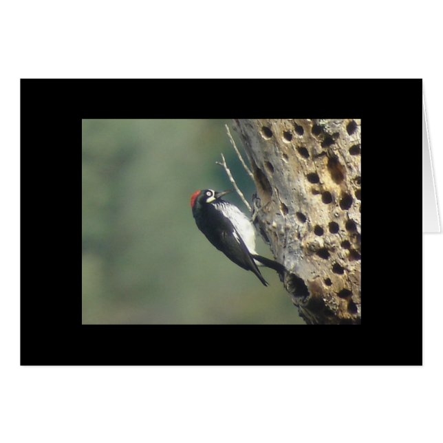Cartão Acorn Woodpecker (Frente Horizontal)