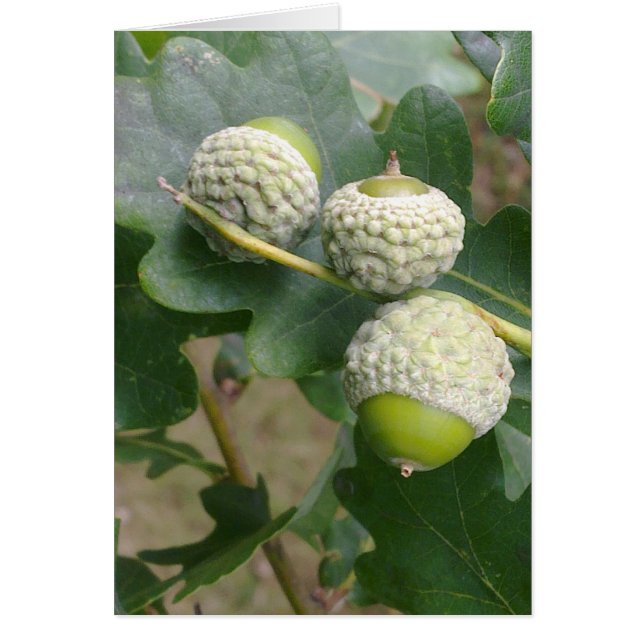 Cartão Acorns (Frente)