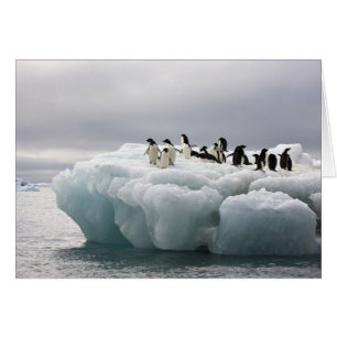Cartão Adelie Penguin Pygoscelis adeliae),