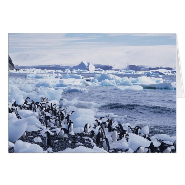 Cartão Adelie Penguins Pygoscelis adeliae (Frente Horizontal)