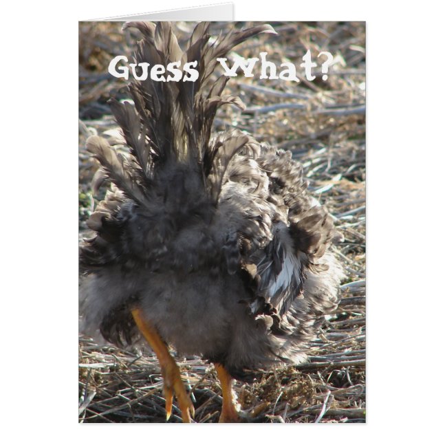 Cartão Adivinha O Que? Bumbum de frango (Frente)