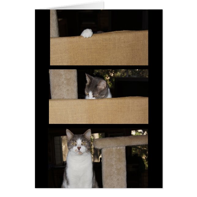 Cartão Admirador de Gatos Engraçado (Frente)