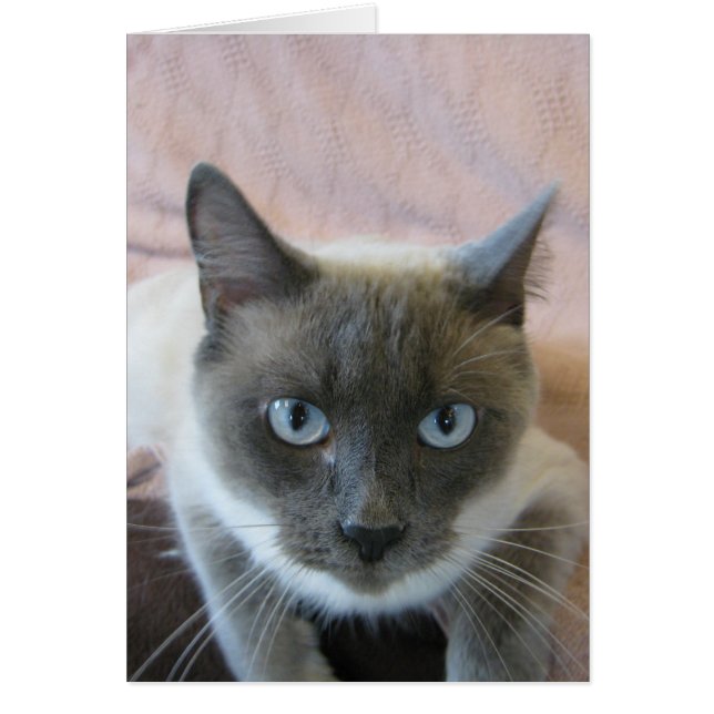 Cartão Adoção 144 (Frente)