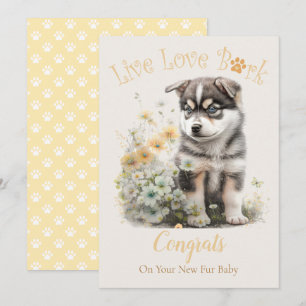 Cartão Adoção de Cão Malamute do Alasca, Dia da Captura