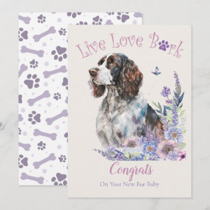 Cartão Adoção de Cão Springer Spaniel, Dia da Captura