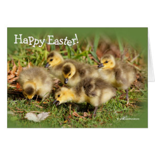 Cartão Adorável Bebê Canadá Geese na grama