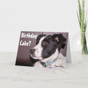 Cartão Adorável Mistura de Border Collie Heeler Cachorrin