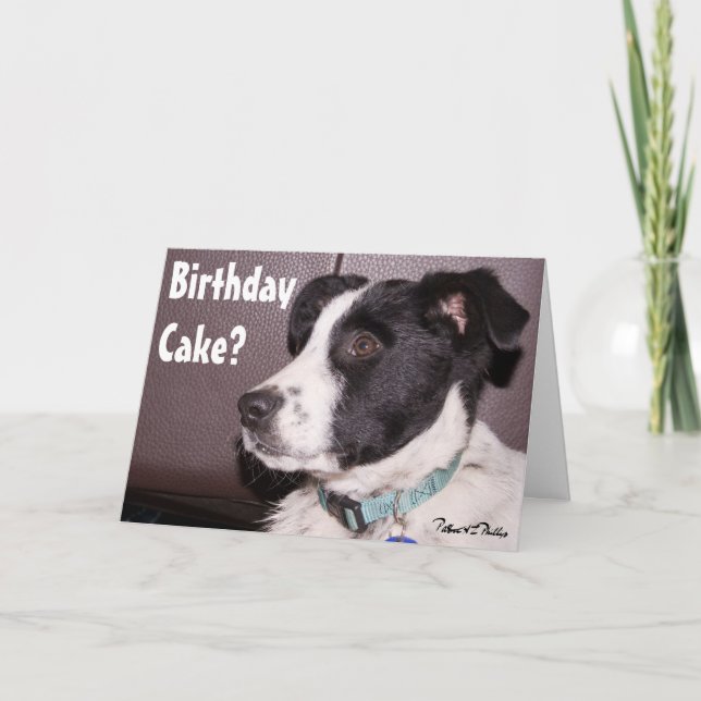 Cartão Adorável Mistura de Border Collie Heeler Cachorrin (Frente)