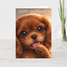 Adorável Ruby Cavalier Spaniel