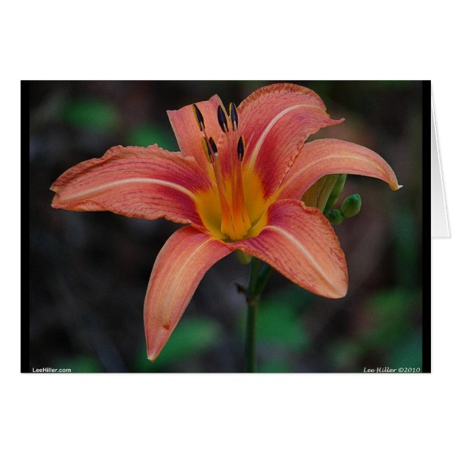 Cartão Adorável Tawny Daylily Roupa e presentes (Frente Horizontal)