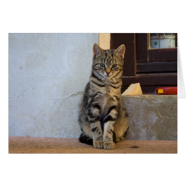 Cartão Adorável Tigre Cat Baby (Frente Horizontal)