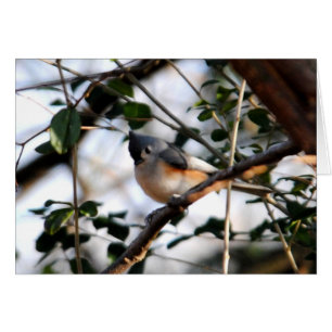Cartão adornado do Titmouse
