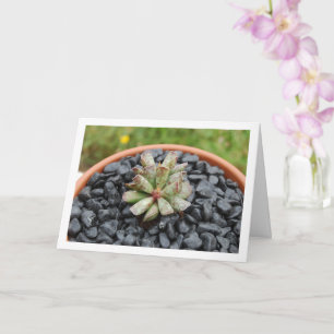Cartão Adromischus, Planta Suculenta em Vaso