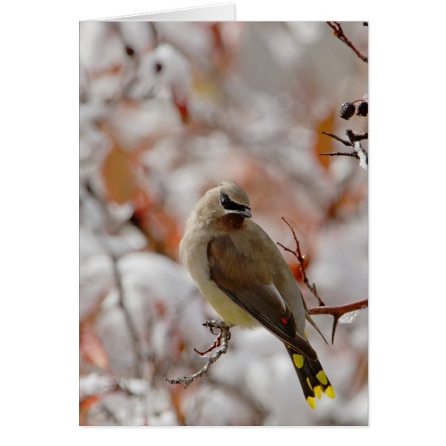 Cartão Adulto Cedar Waxwing no espinho com neve, (Frente)