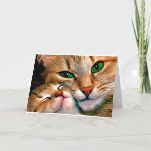 Cartão Afagos do gato