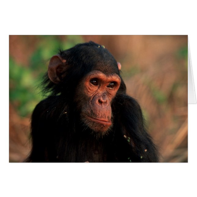 Cartão África, África Oriental, Tanzânia (Frente Horizontal)