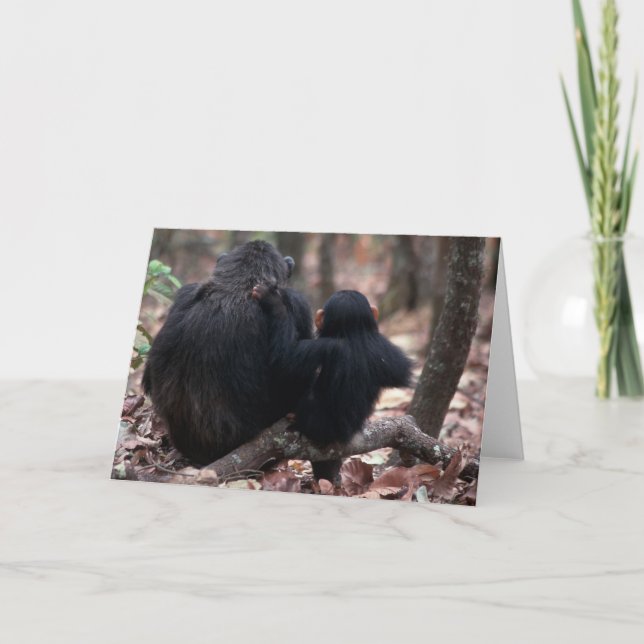 Cartão África, África Oriental, Tanzânia, Gombe Nacional (Frente)