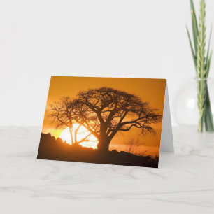 Cartão Africa, Botswana, Setting sun silhouettes Baobab