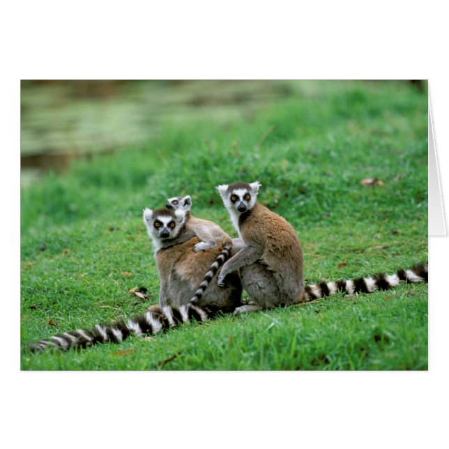 Cartão África, Madagáscar, Antananarivo, Tsimbaza (Frente Horizontal)