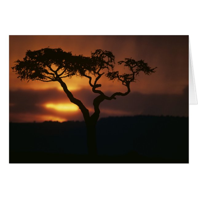 Cartão África, Quênia, Masai Mara Game Reserve, Configura (Frente Horizontal)