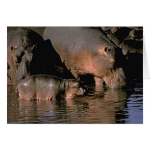 Cartão África, Quênia, Masai Mara. Hipopótamos-comuns