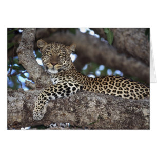 Cartão África. Quênia. Masai Mara. Leopardo (Panthera