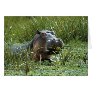 Cartão África, Quênia, Masai Mara NR. Uma mãe hipopótamo