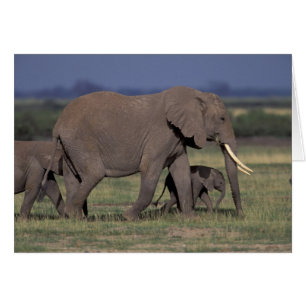 Cartão África, Quênia, Parque Nacional de Amboseli. Afric