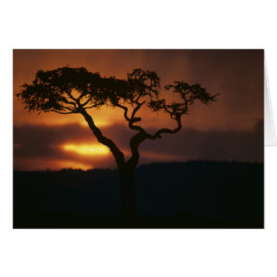 Cartão África, Quênia, Reserva de Caça Masai Mara, Cenári