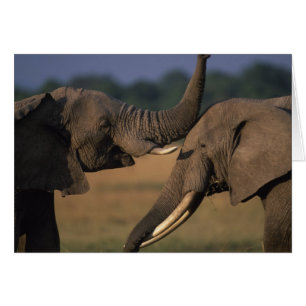 Cartão África, Quênia, Reserva de Caça Masai Mara, Dois T
