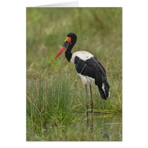 Cartão África. Tanzânia. Cegonha-de-bico-vermelho macho