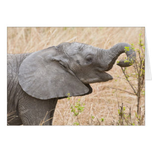 Cartão África. Tanzânia. Elefante jovem em Tarangire