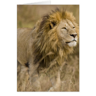 Cartão África. Tanzânia. Leão macho em Ngorongoro