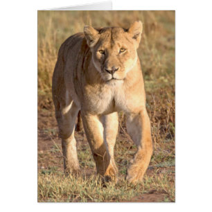 Cartão África, Tanzânia, Serengeti. Leão e Leoa