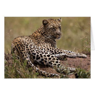 Cartão África, Tanzânia, Serengeti. Leopardo