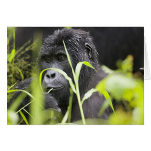 Cartão África Uganda, Bwindi